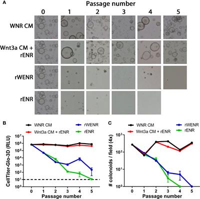 Optimized Culture Conditions for Improved Growth and Functional Differentiation of Mouse and Human Colon Organoids